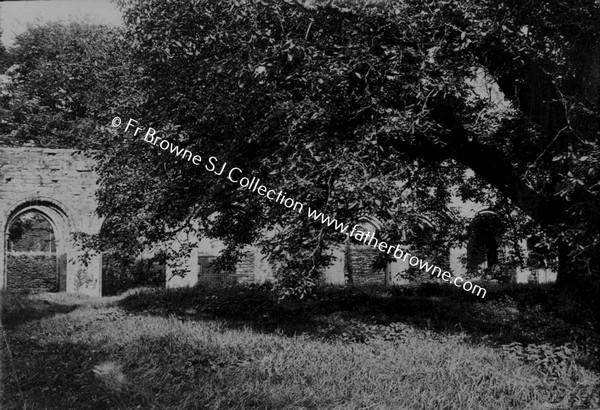 BOYLE ABBEY  GREAT WALNUT TREE IN CLOISTER GARTH